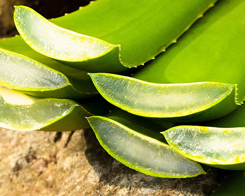 アロエ