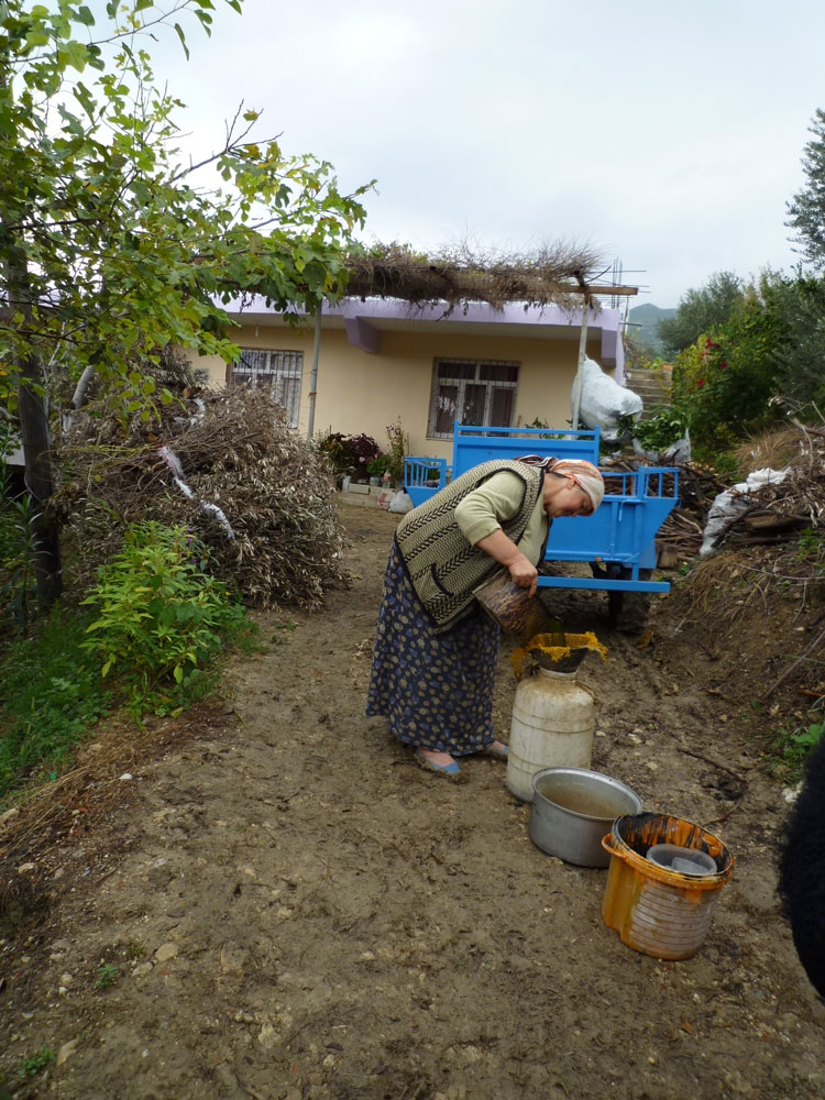 ローレルの現状