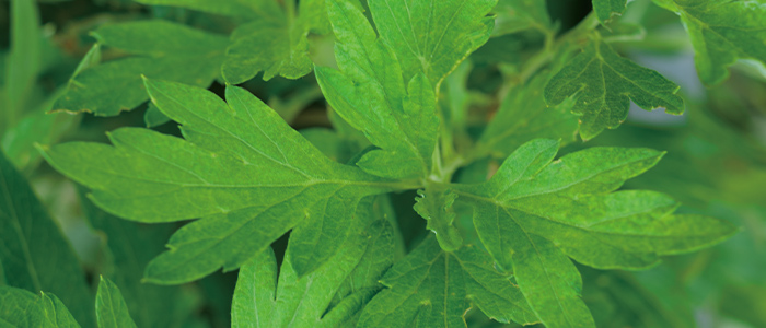 ハーブケアの素材画像