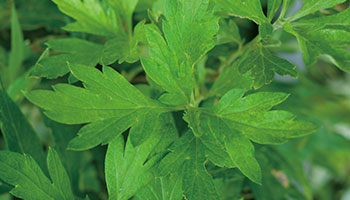 ハーブケアフェイスマスク