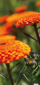 カレンデュラのイメージ画像