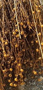 亜麻のイメージ画像