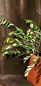 オリーブのイメージ画像