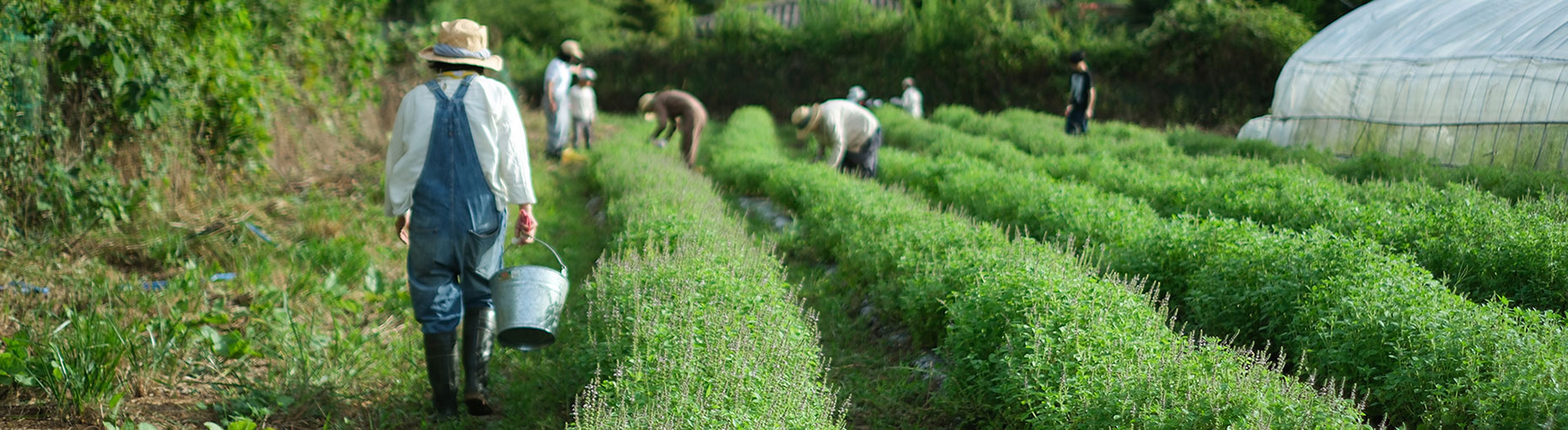 旬シリーズ ホーリーバジル 2025