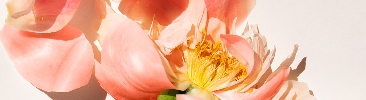 ピーチピオニー