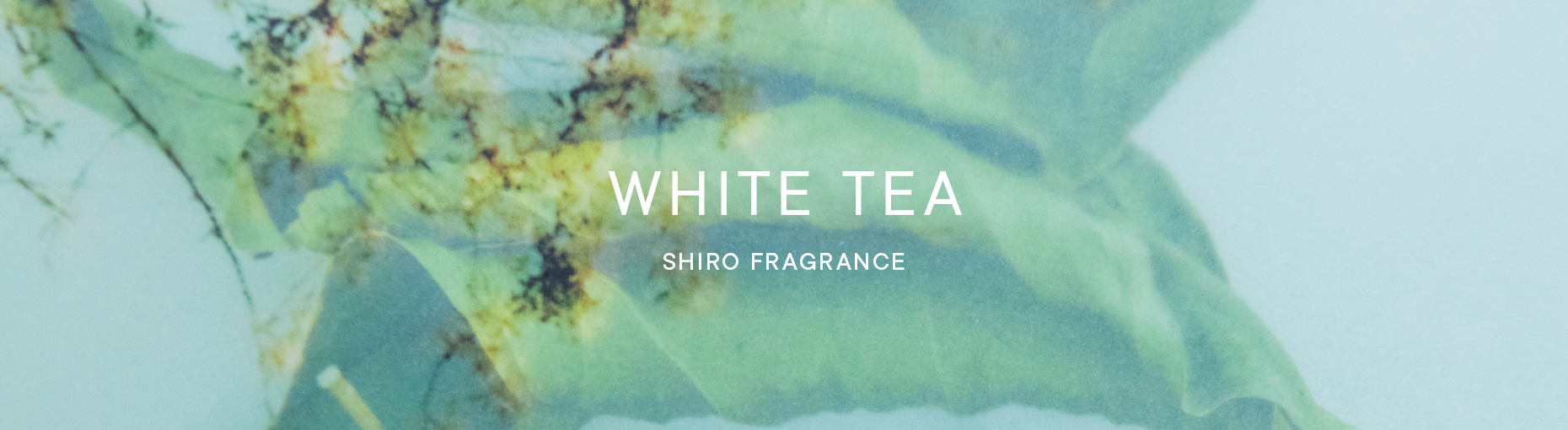 爽やかで落ち着きのある「ホワイトティー」